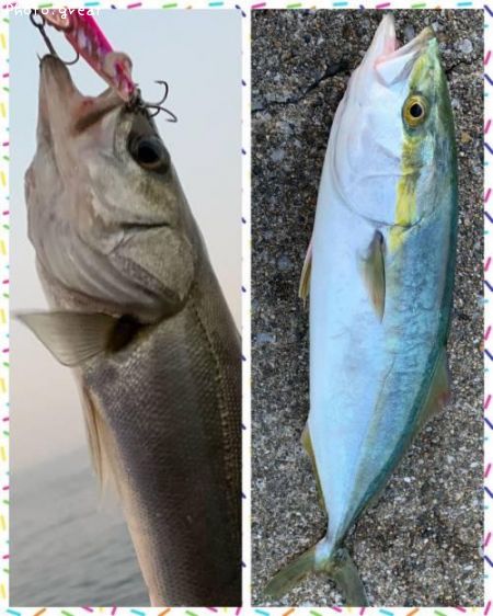 �����Х������ʥ�