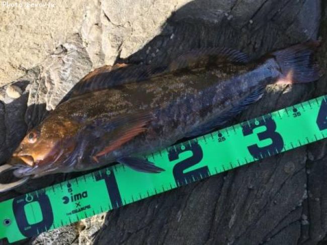 �����ʥ�