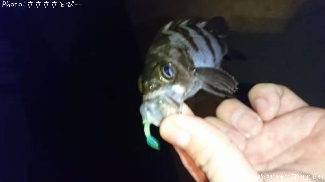 ��Х�������Х�