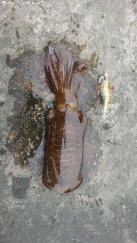 �����ꥤ��