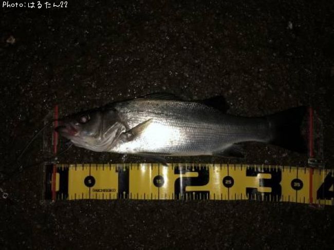 �ҥ饻����