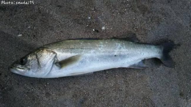 �����Х�