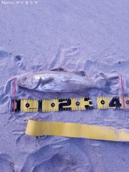 �����Х�