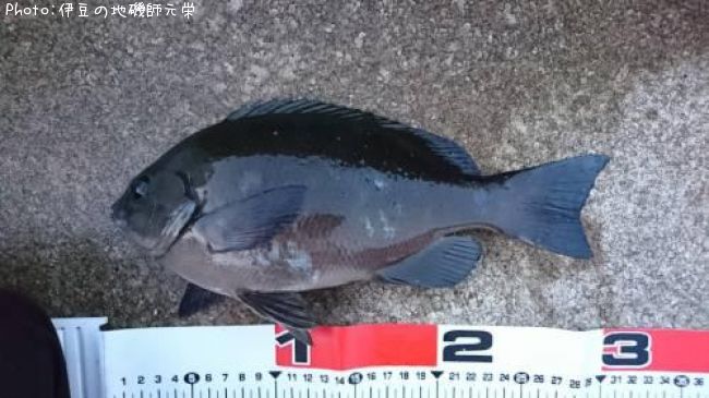 �����᥸��