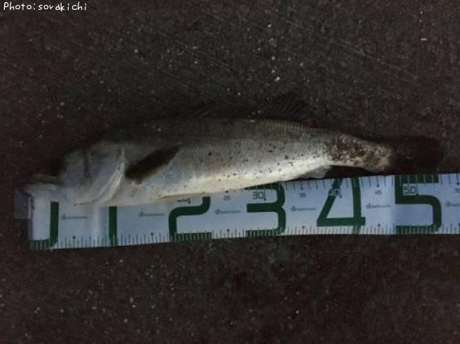 �����Х�