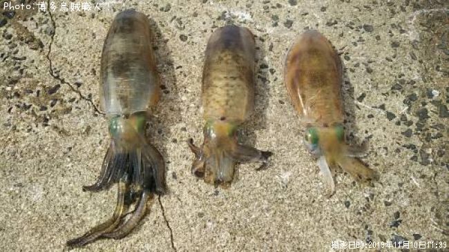 �����ꥤ��