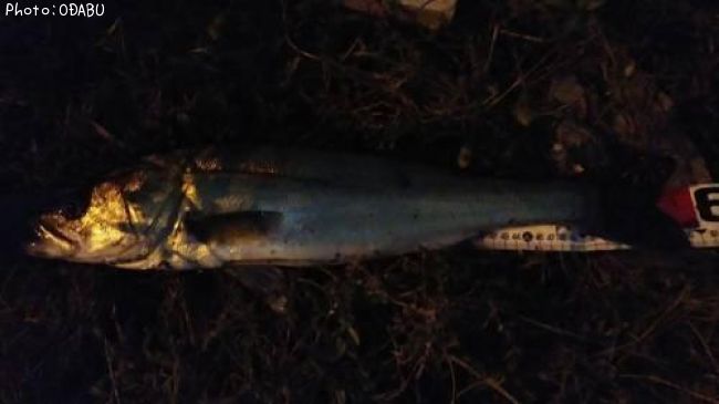 �����Х�