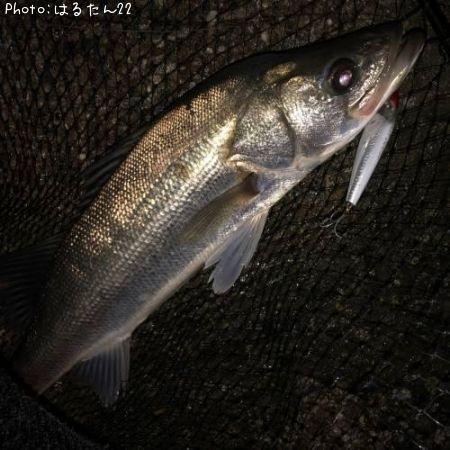 �����Х�