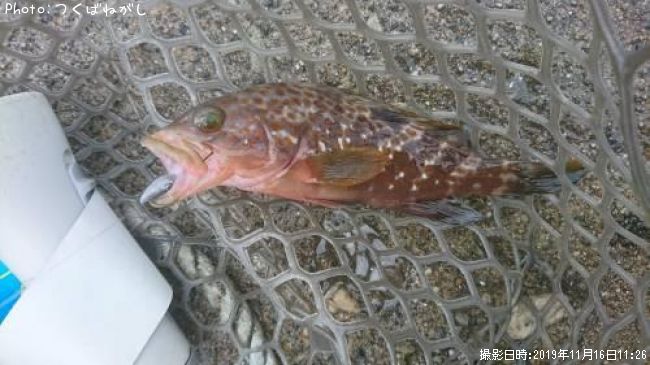 �����ϥ�