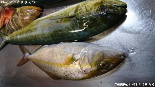 ���祴������������ʥ����������ϥ��������ϥ����ۥ��ܥ�