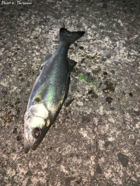 �����Х�