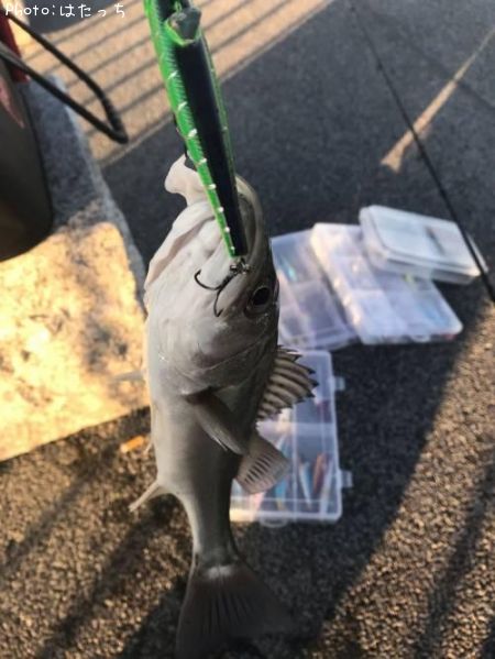 �����Х�