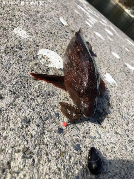 �����ʥ�