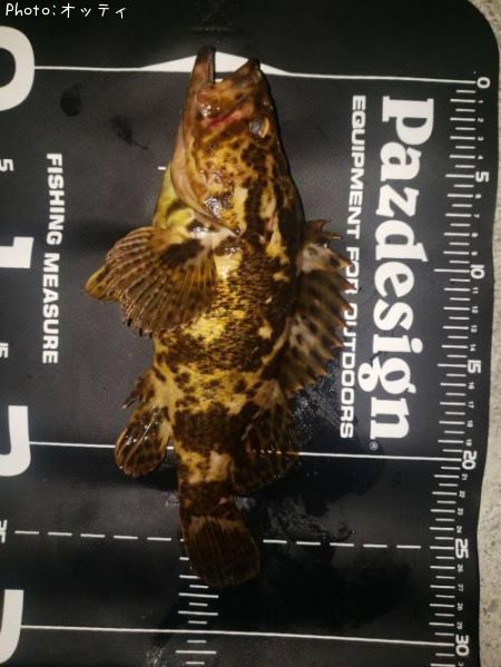 �٥å�������