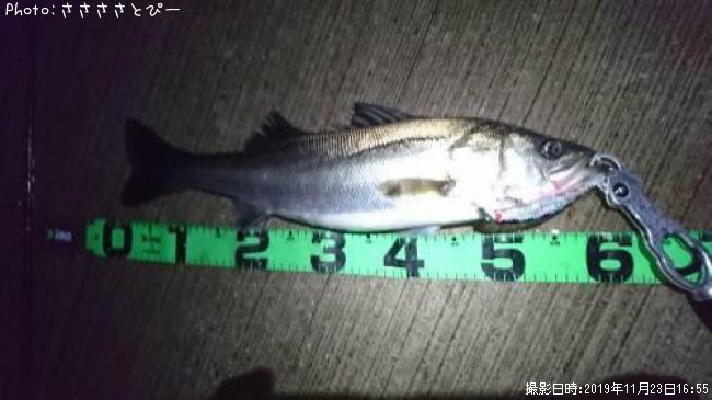 �����Х�