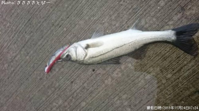 �����Х�