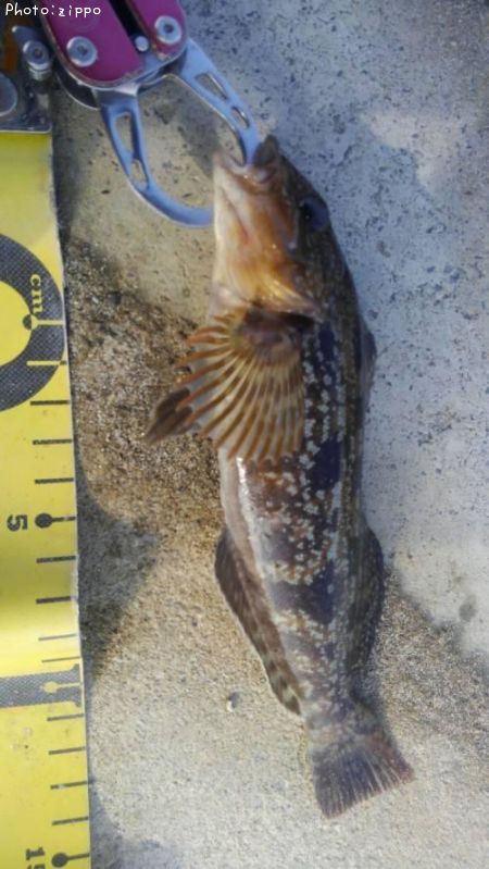 �����ʥ�