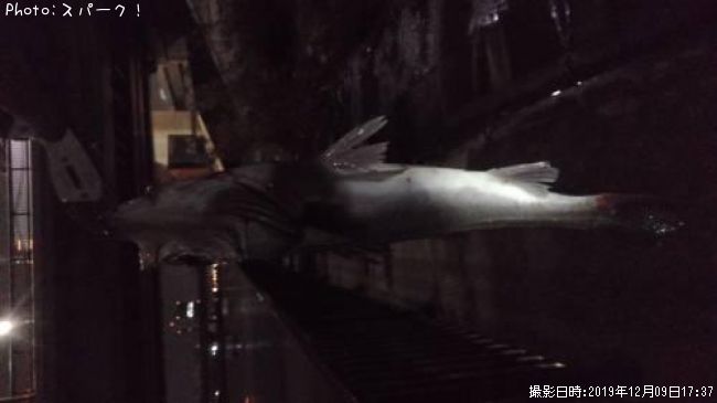 �����Х�