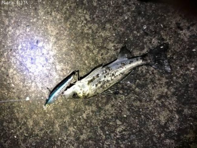 �����Х�