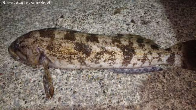 �����ʥ�