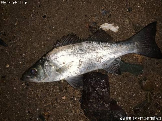 �ҥ饻����