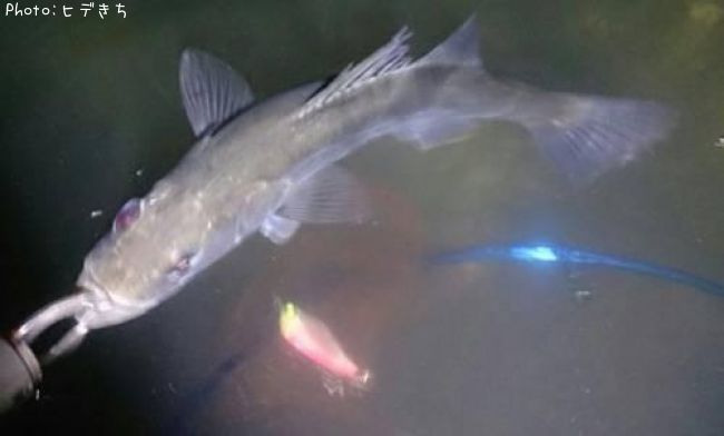 �����Х�