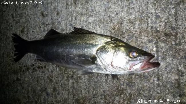 �����Х�