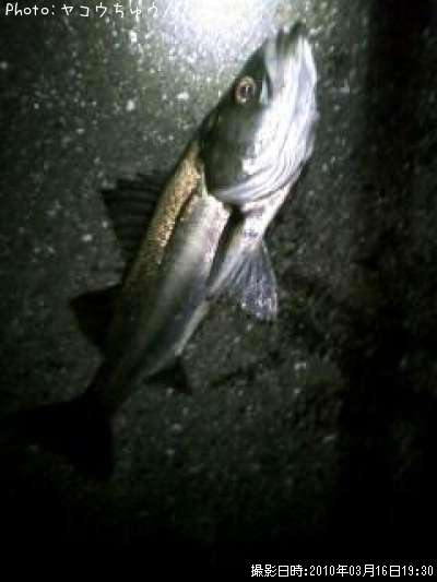 �����Х�