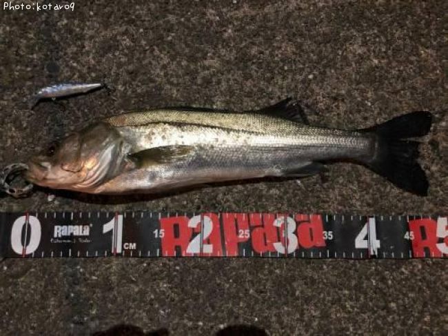 �����Х�