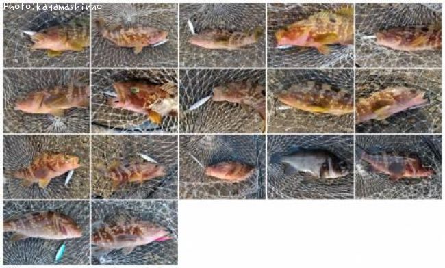 �����ϥ�