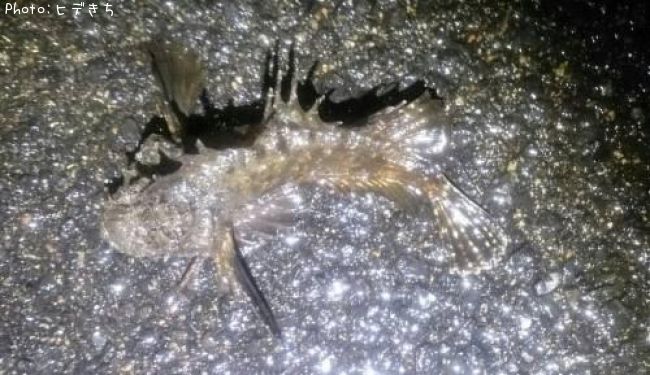 ���˥�����