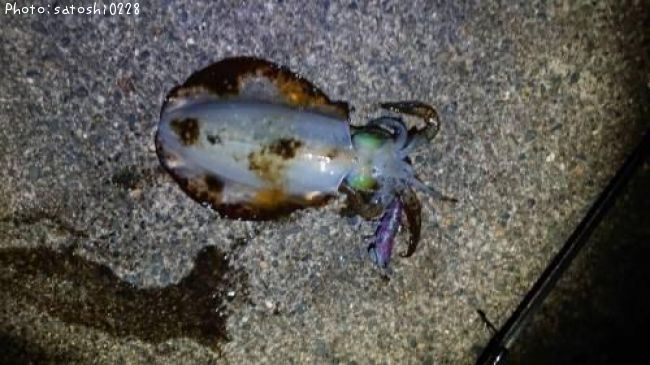 �����ꥤ��