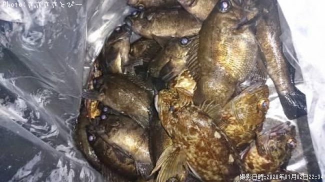 ��Х��������������