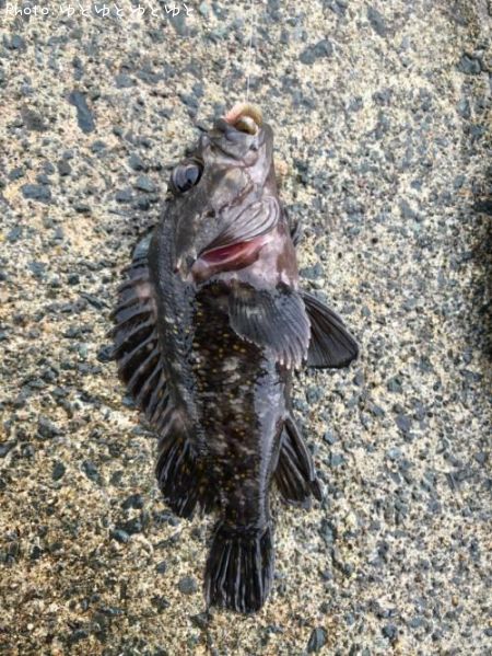 ���������饽��