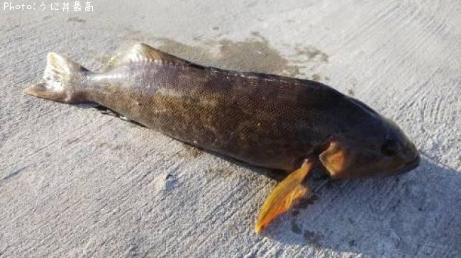 �����ʥ�