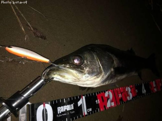 �����Х�