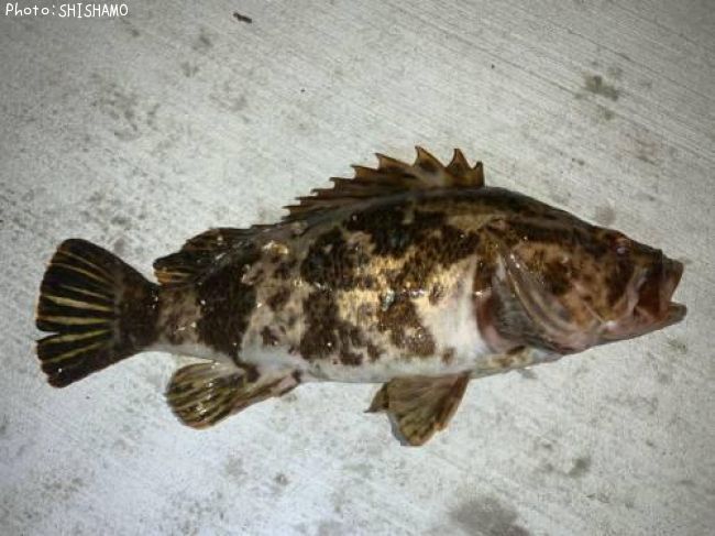 �٥å�������