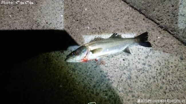 �����Х�