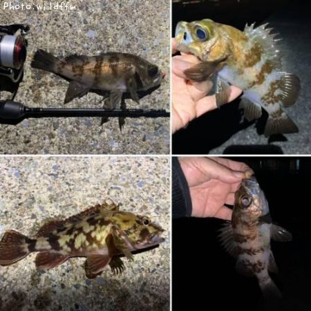 ��Х롢������