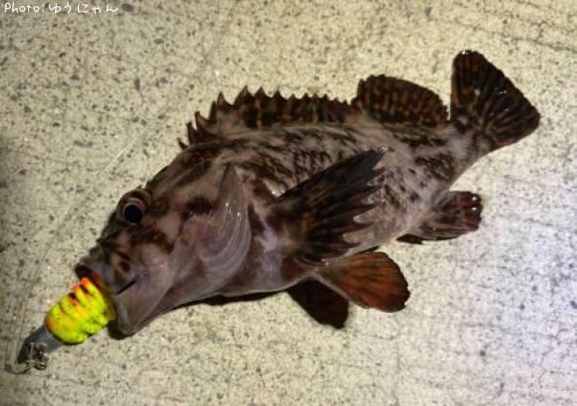 ���������饽����