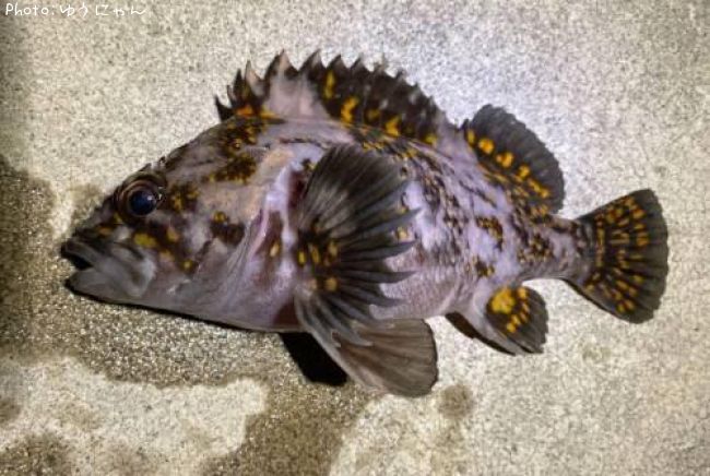 ���������饽��