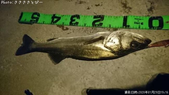 �����Х�����Х�