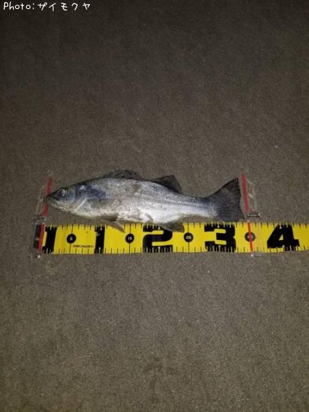 �����Х�