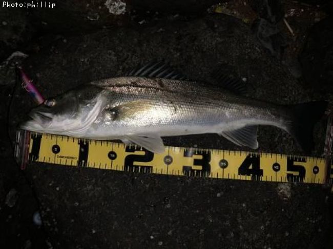 �����Х�