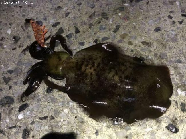 �����ꥤ��