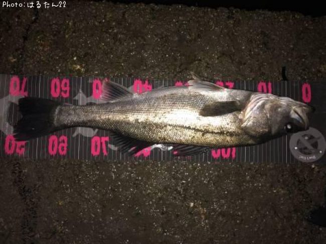 �����Х�