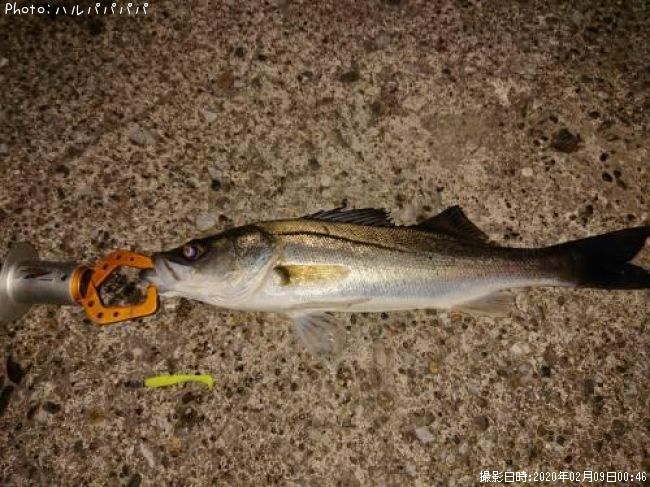 �����Х�