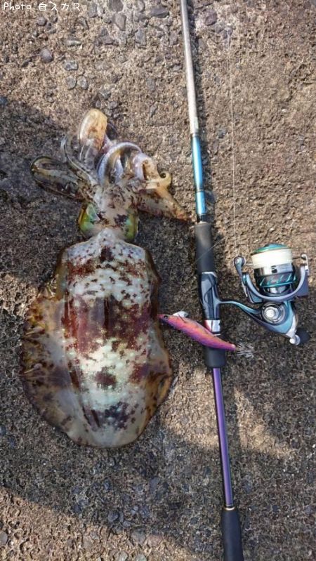 �����ꥤ��