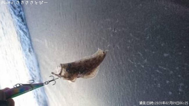 �ҥ��ʥ�����