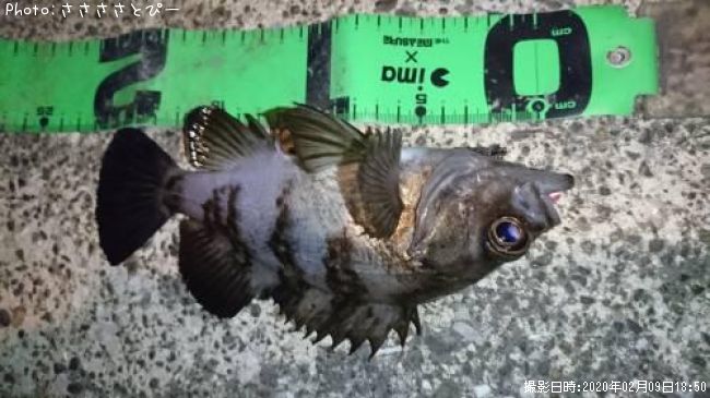 ��Х����饽��